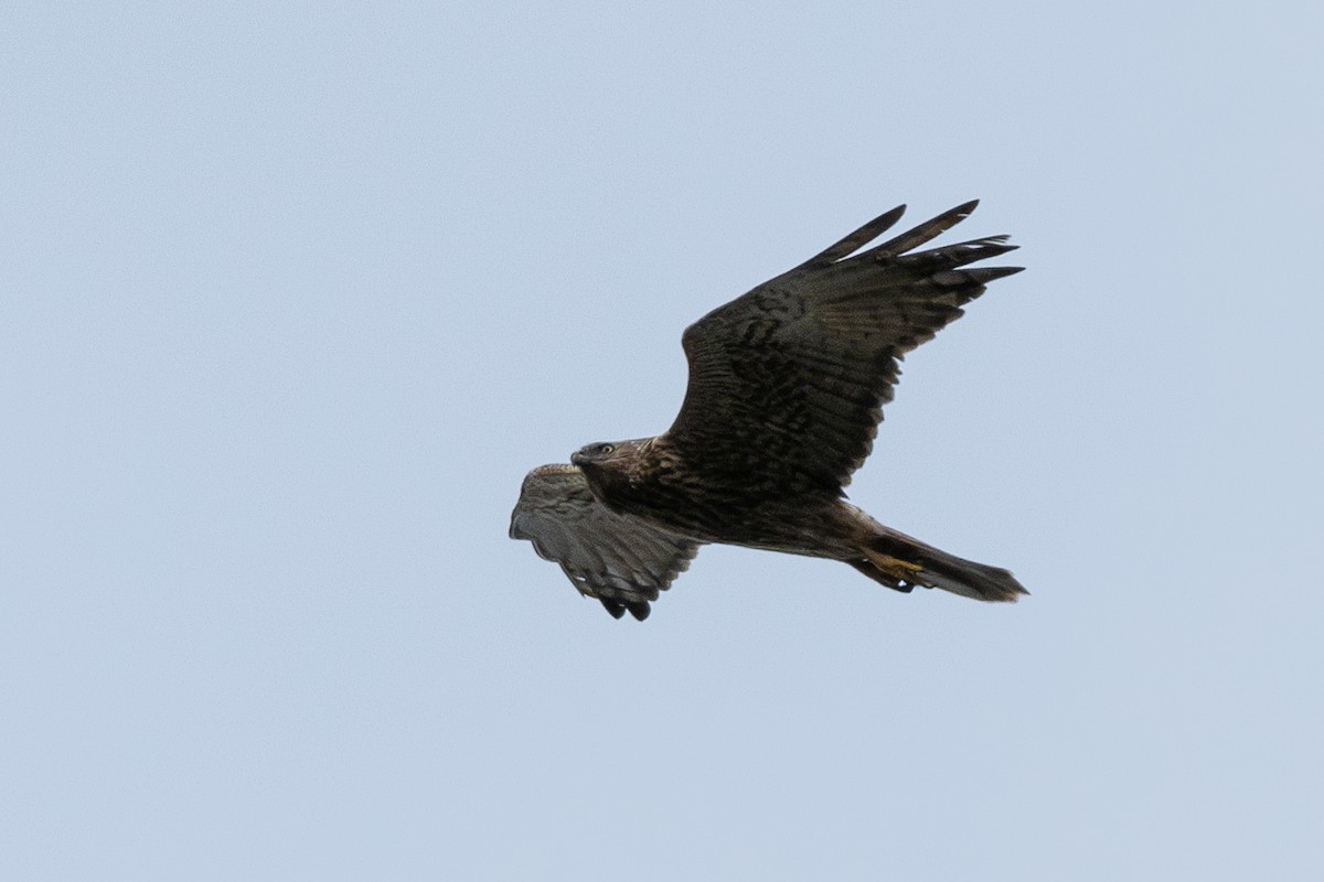 Eastern Marsh Harrier - ML642059449