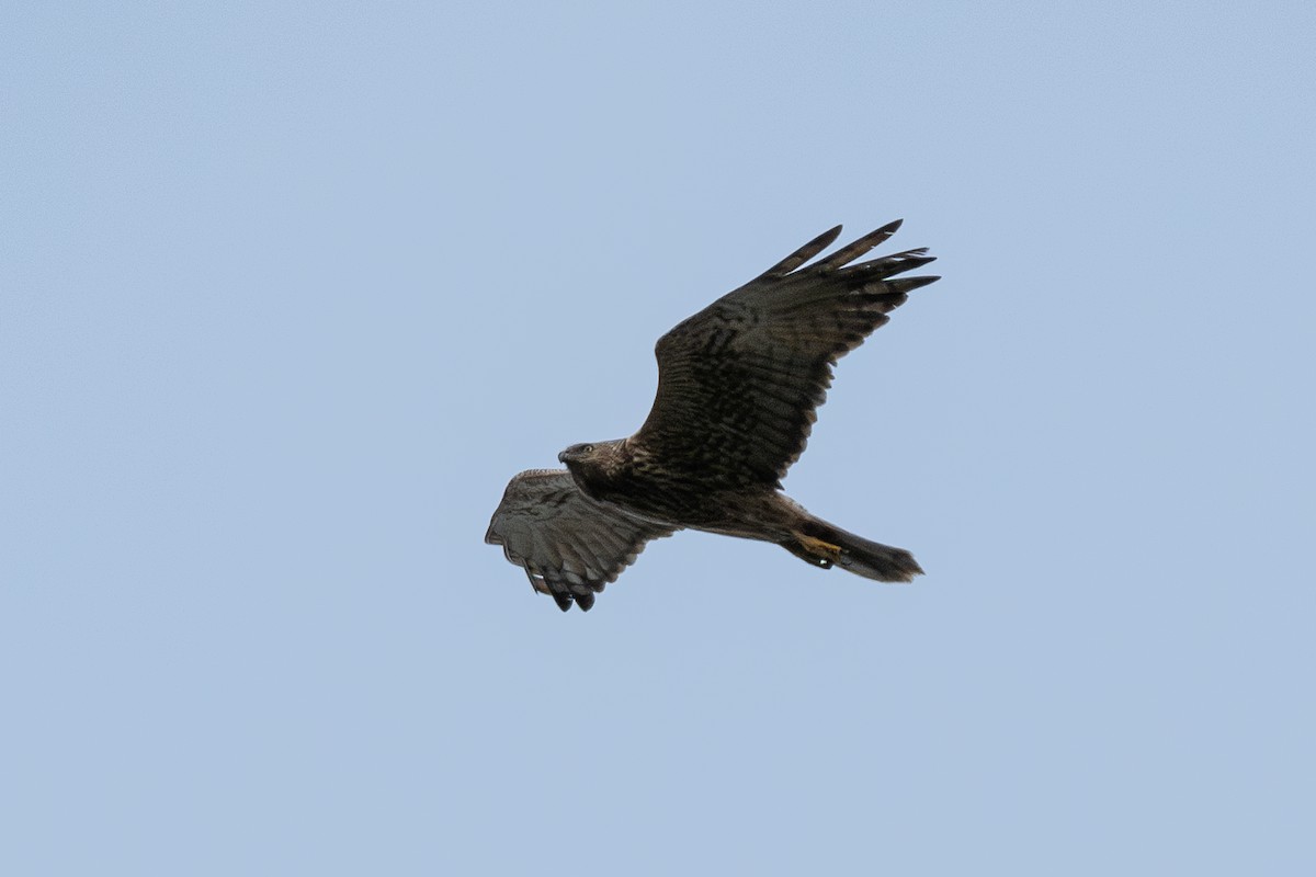 Eastern Marsh Harrier - ML642059450