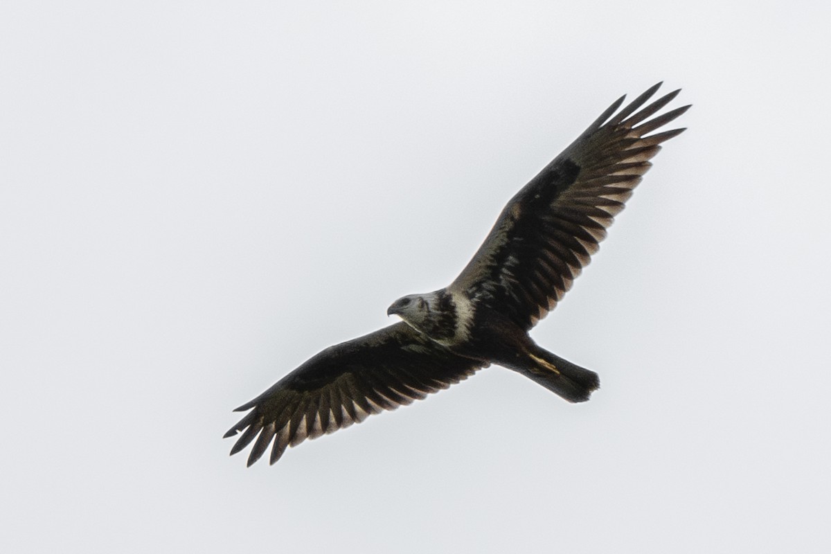 Eastern Marsh Harrier - ML642059451