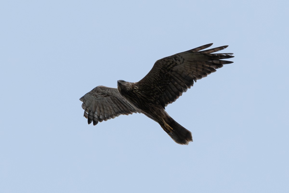 Eastern Marsh Harrier - ML642059452