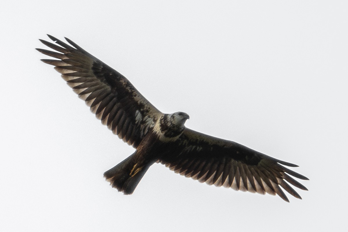 Eastern Marsh Harrier - ML642059454
