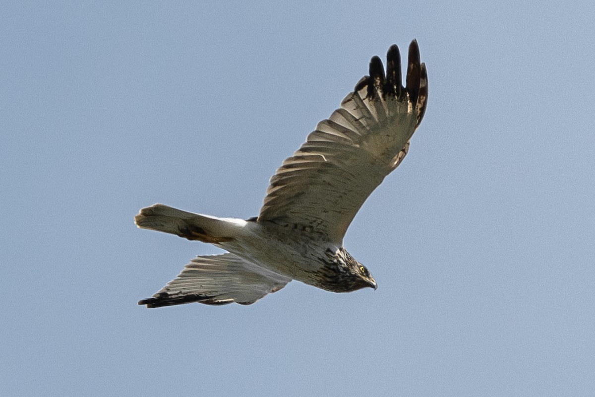 Eastern Marsh Harrier - ML642059455