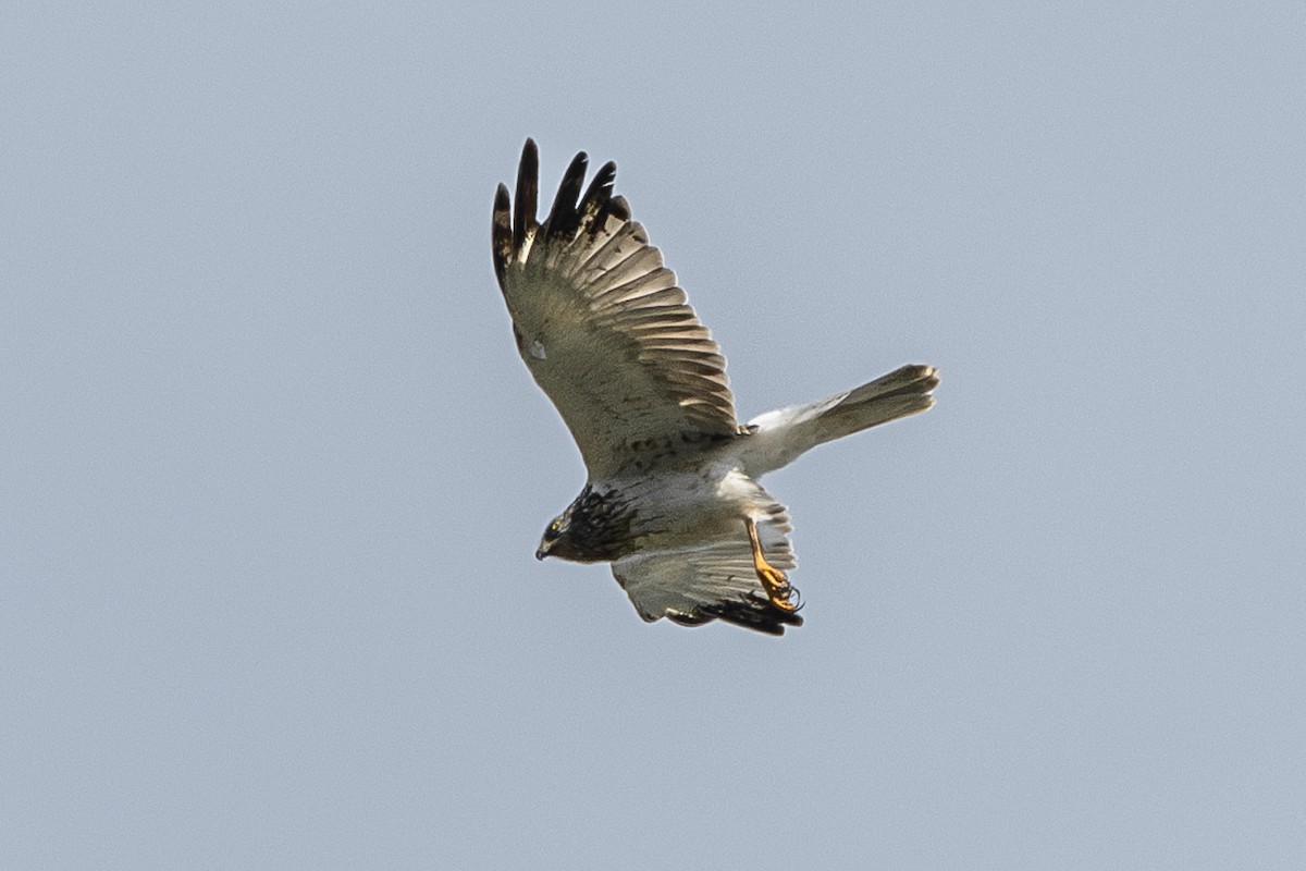Eastern Marsh Harrier - ML642059456