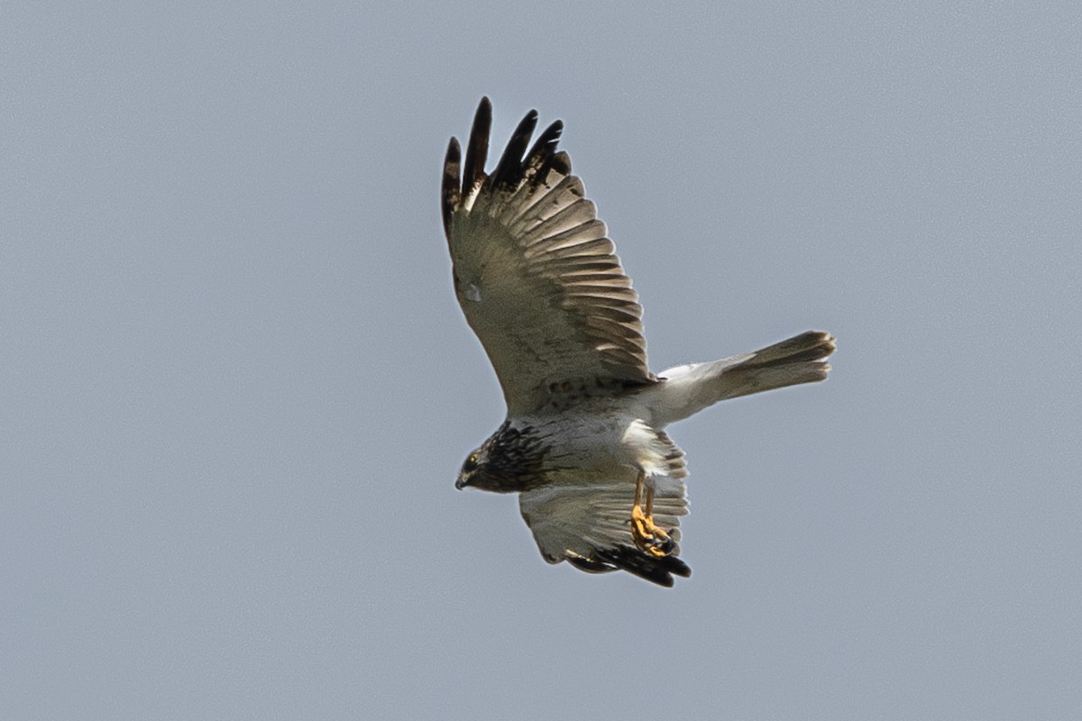 Eastern Marsh Harrier - ML642059457