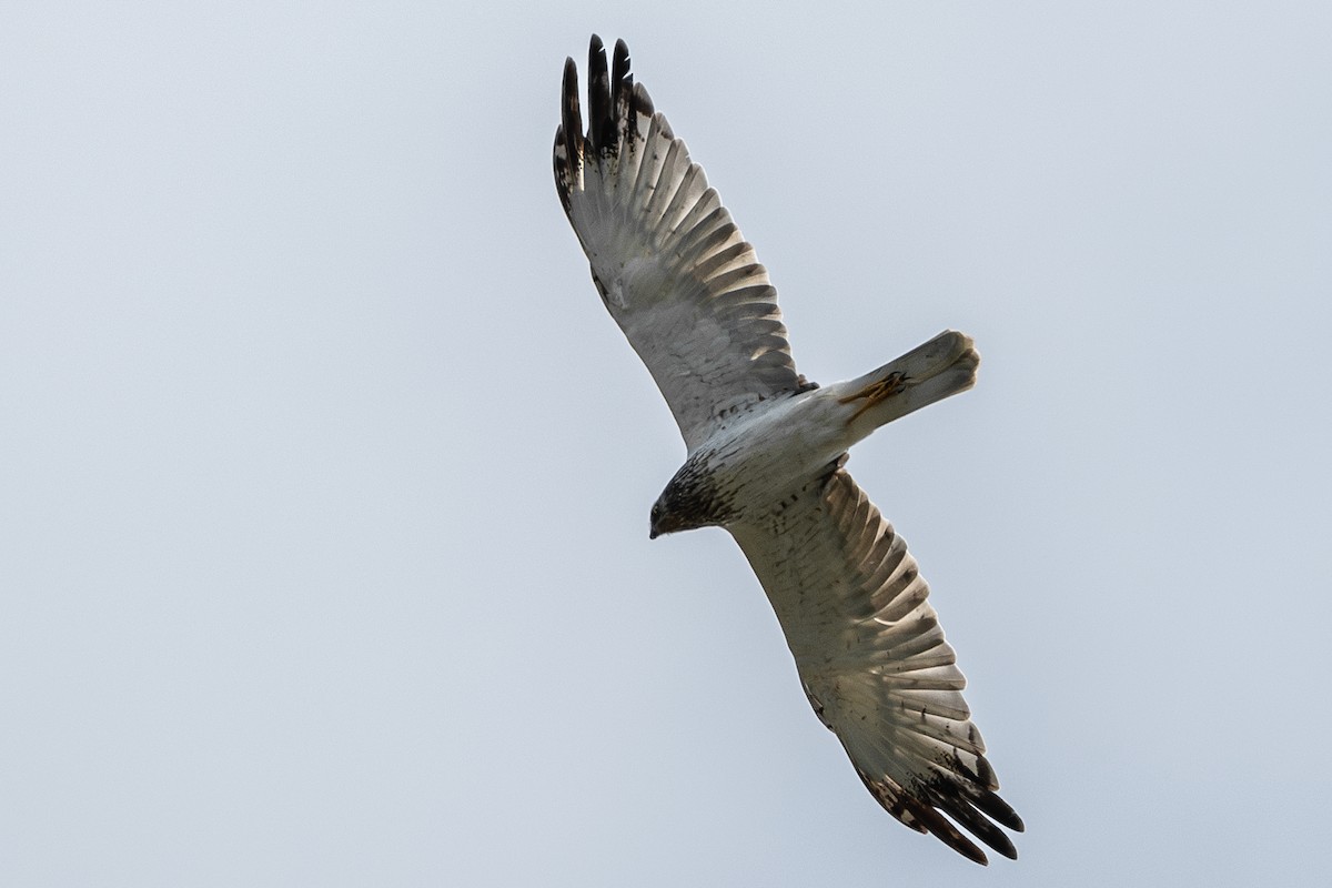 Eastern Marsh Harrier - ML642059458