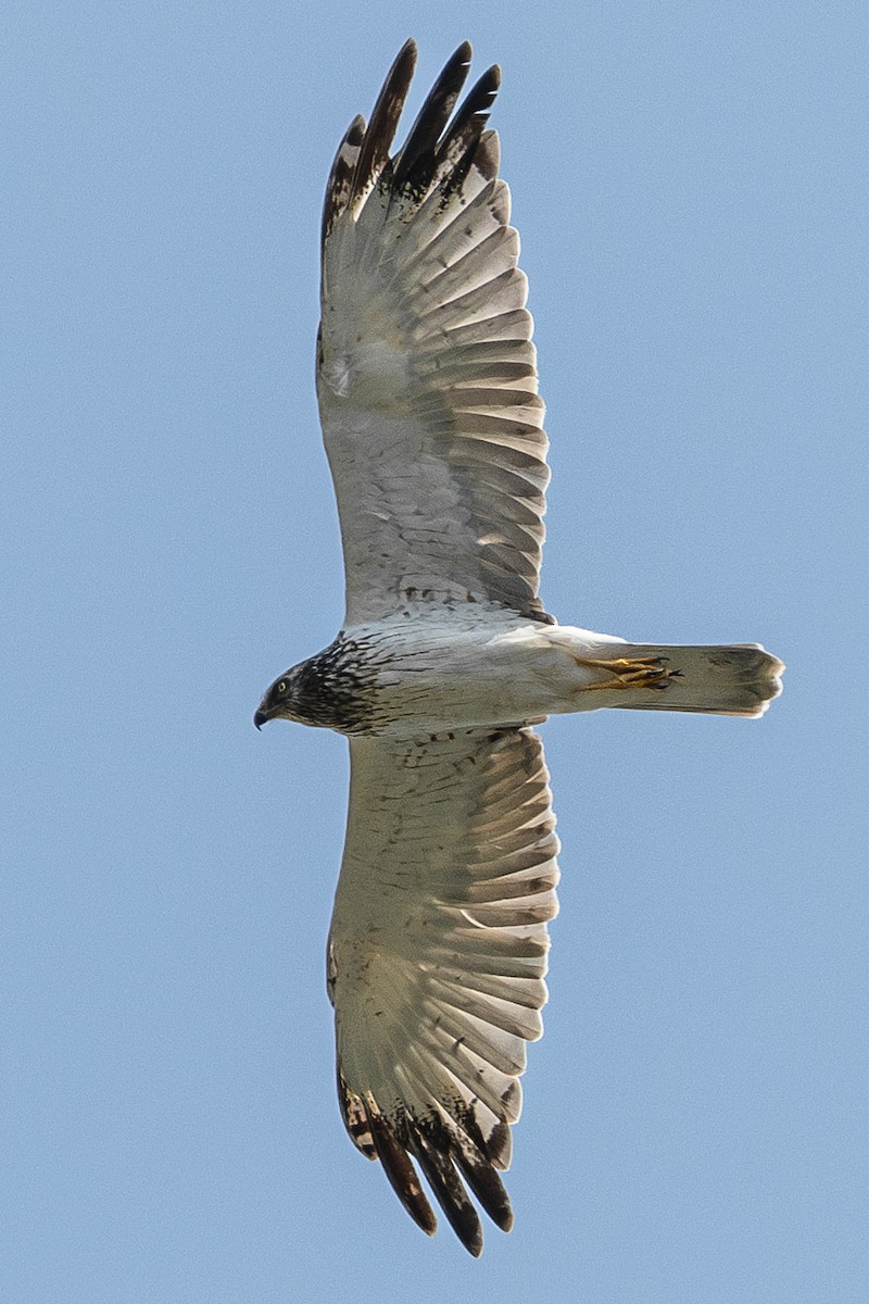 Eastern Marsh Harrier - ML642059459