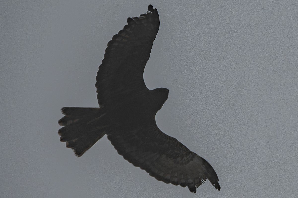 Eastern Marsh Harrier - ML642059460