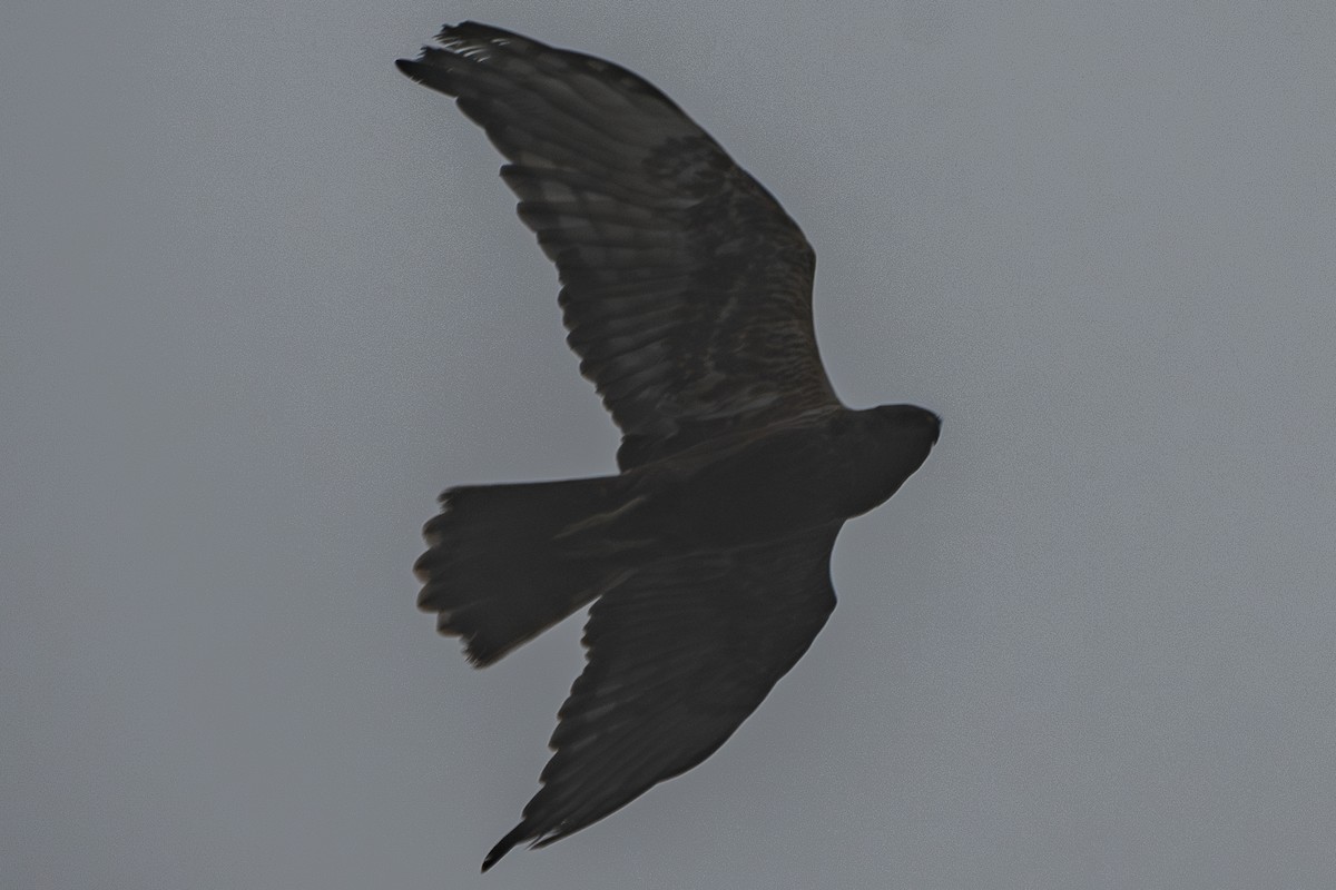 Eastern Marsh Harrier - ML642059461