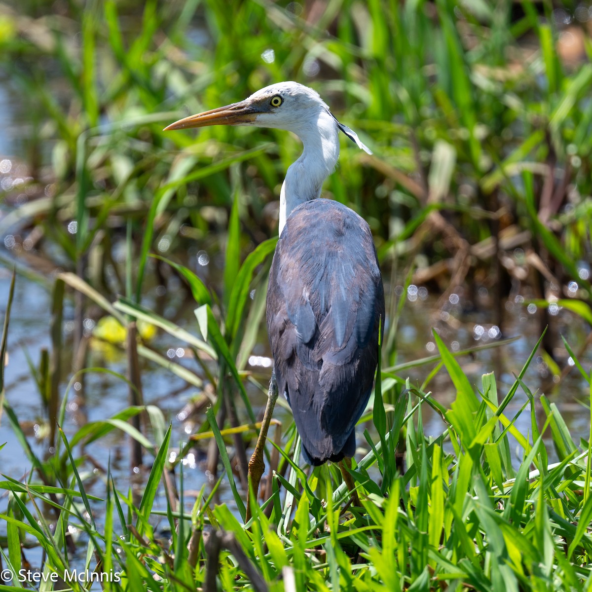 Pied Heron - ML642059463