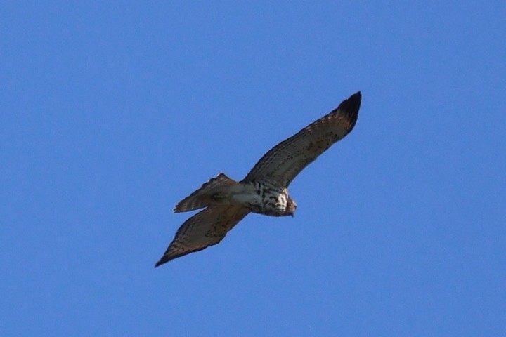 Red-shouldered Hawk - ML642059465