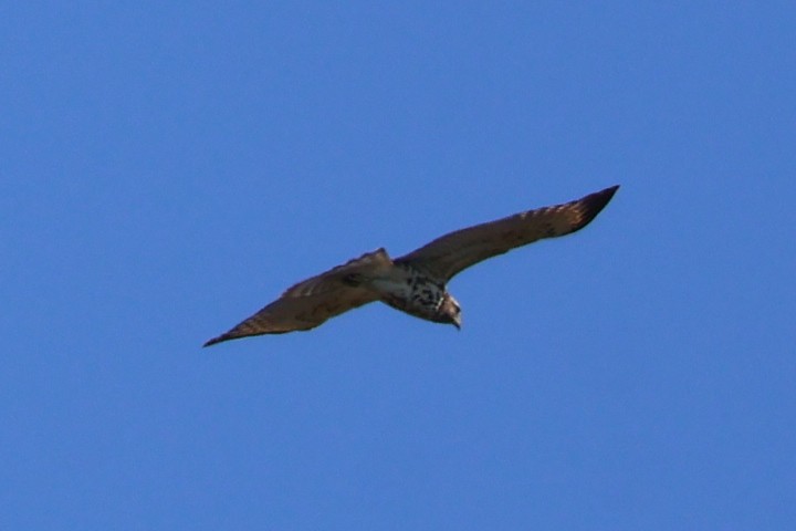 Red-shouldered Hawk - ML642059466