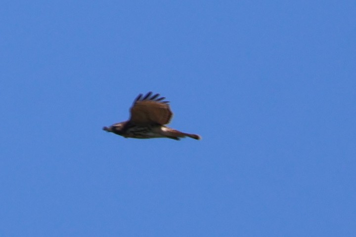 Red-shouldered Hawk - ML642059467