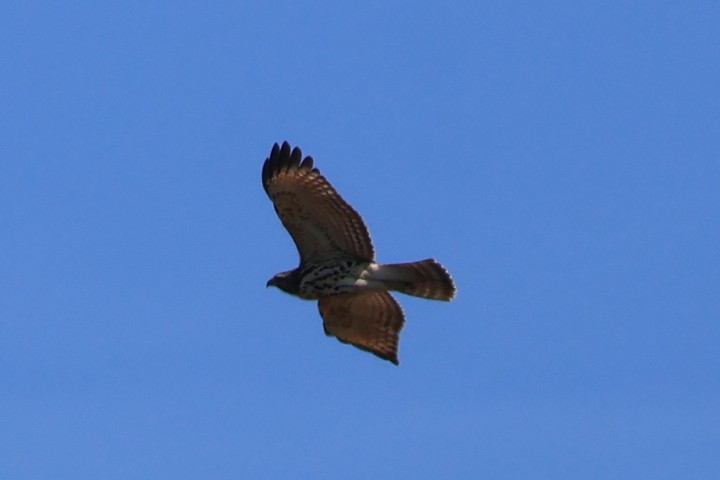 Red-shouldered Hawk - ML642059468