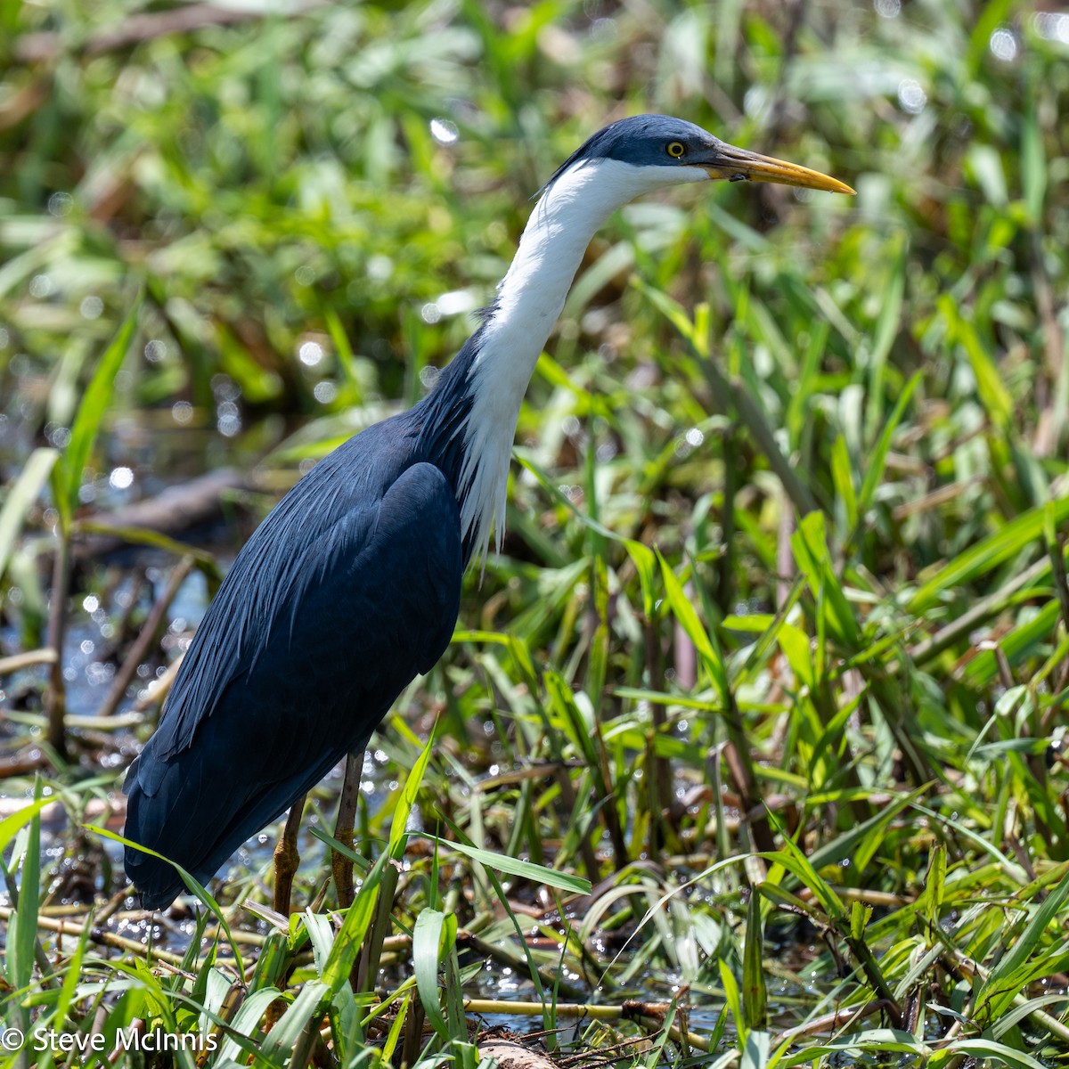 Pied Heron - ML642059470