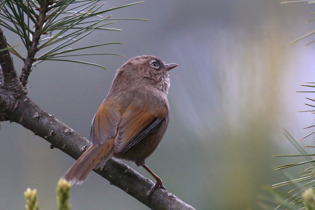 Taiwan Fulvetta - ML642059490
