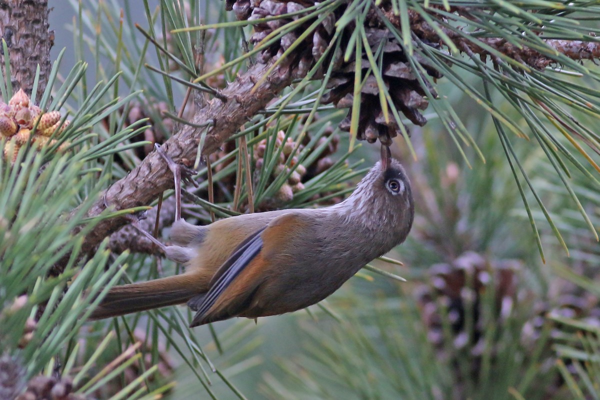 Taiwan Fulvetta - ML642059491