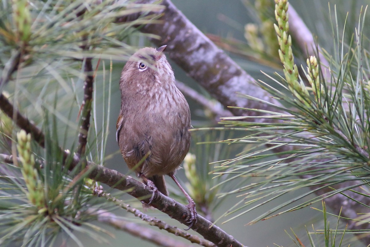 Taiwan Fulvetta - ML642059492