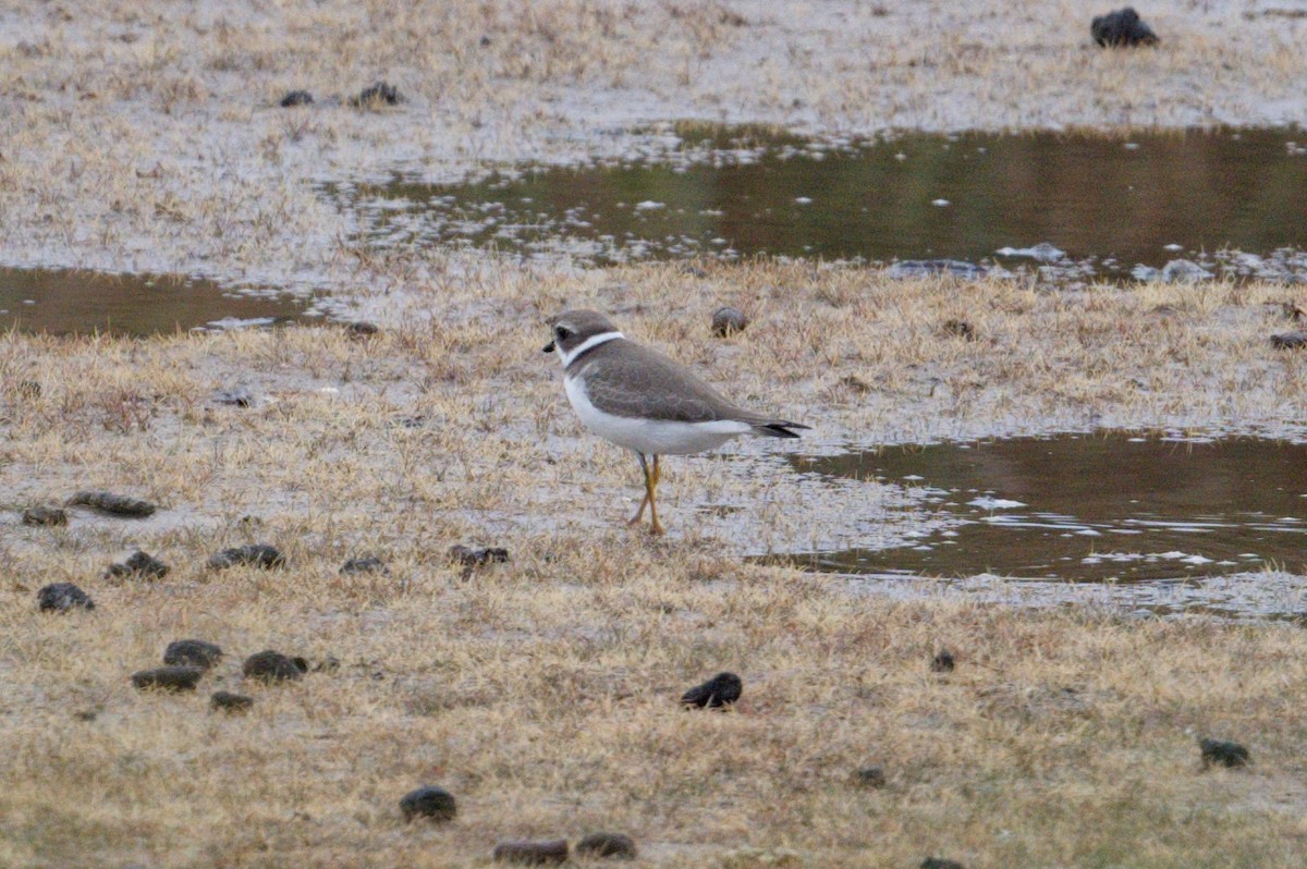 Semipalmated Plover - ML642059514