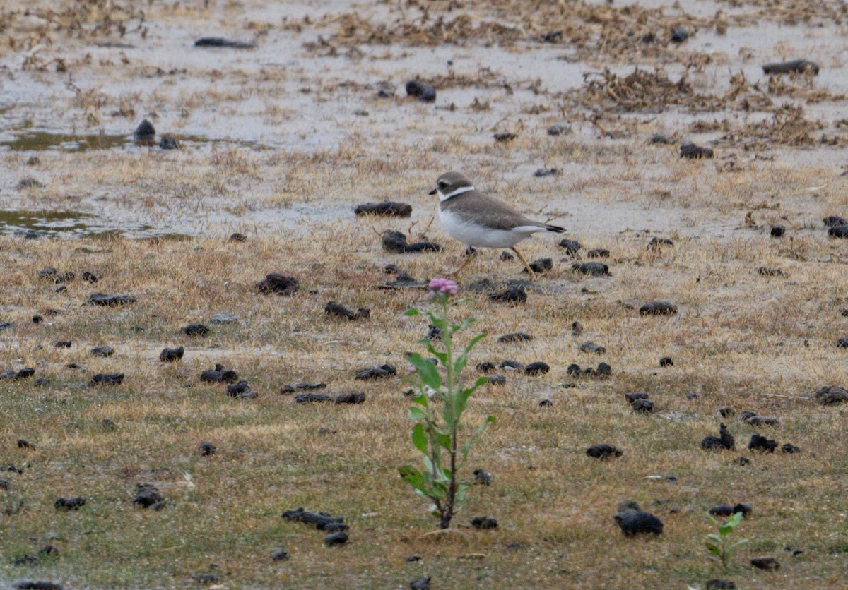 Semipalmated Plover - ML642059515
