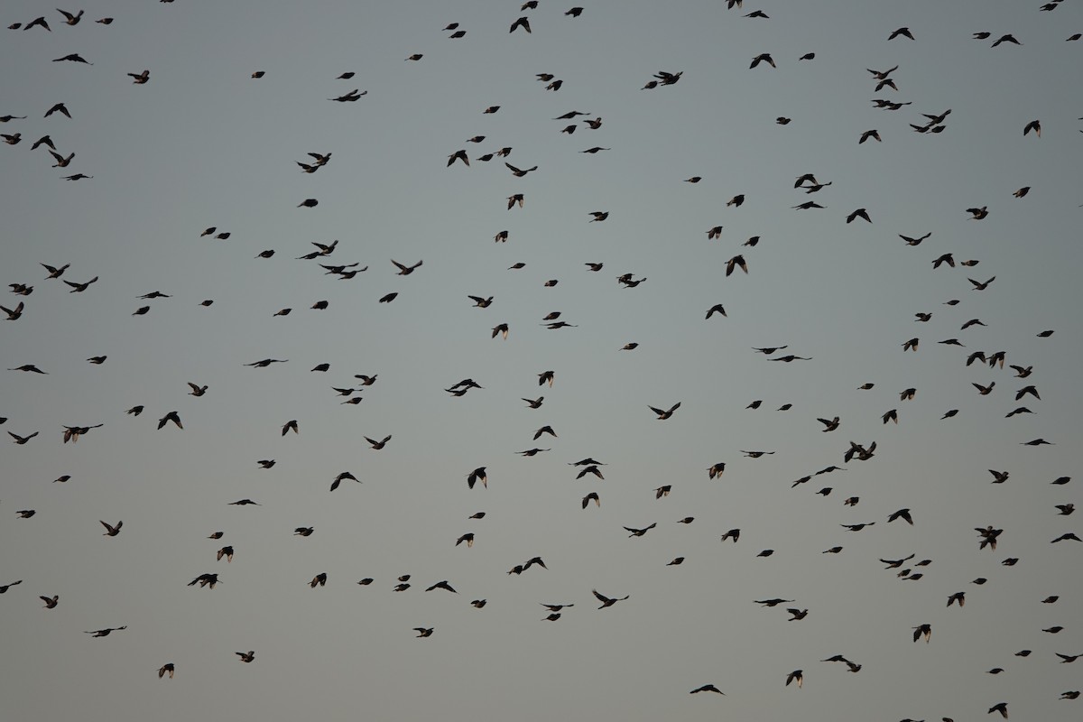 Red-winged Blackbird - ML642059521