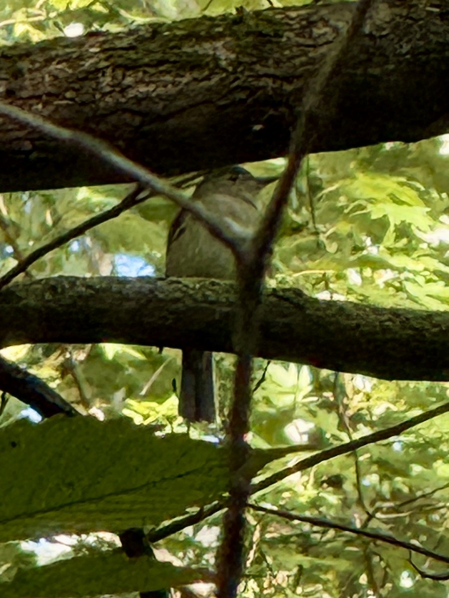 Acadian Flycatcher - ML642059522