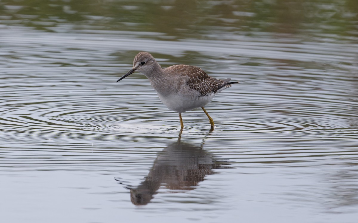 Lesser Yellowlegs - ML642059523
