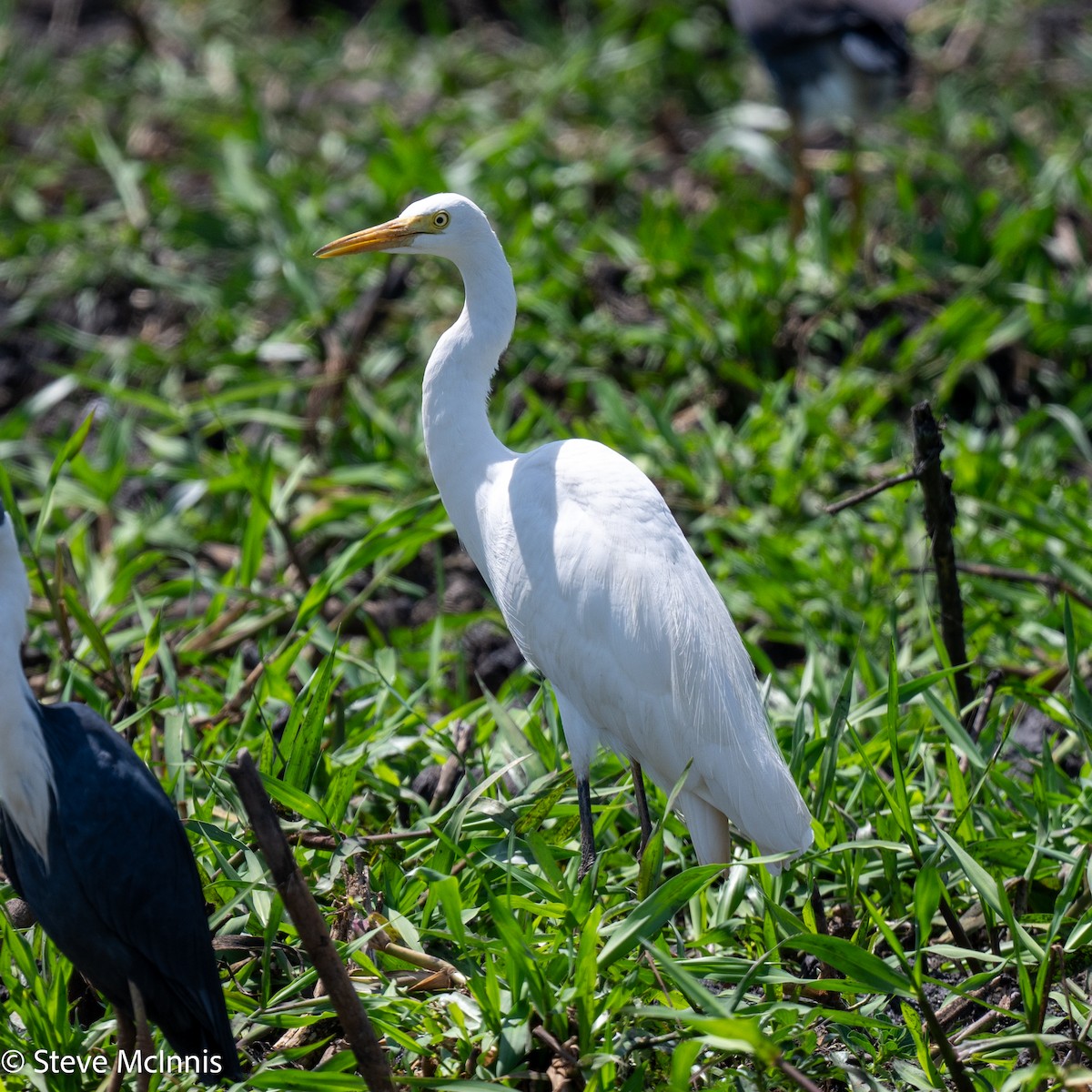 Plumed Egret - ML642059525