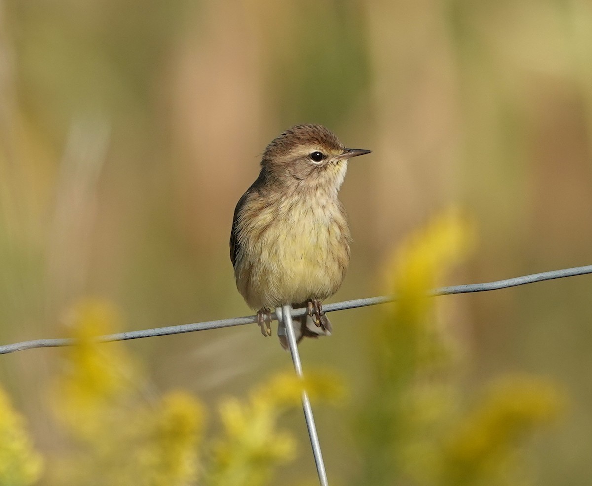 Palm Warbler - ML642059526