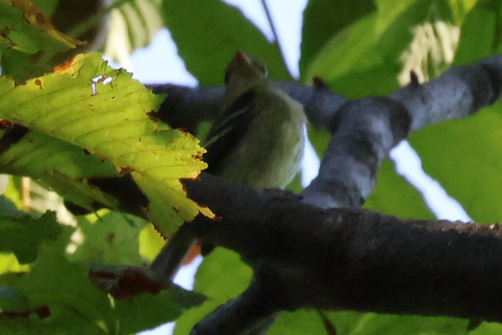 Yellow-bellied Flycatcher - ML642059527