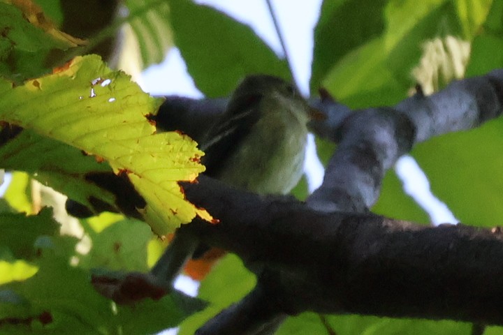 Yellow-bellied Flycatcher - ML642059528