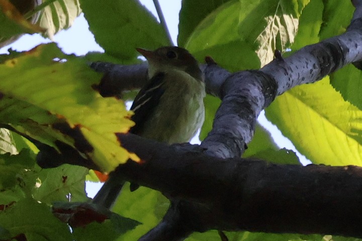Yellow-bellied Flycatcher - ML642059529