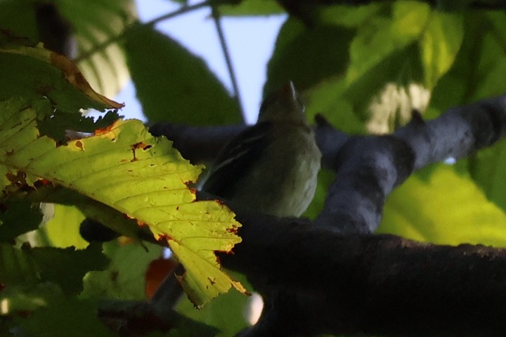 Yellow-bellied Flycatcher - ML642059530