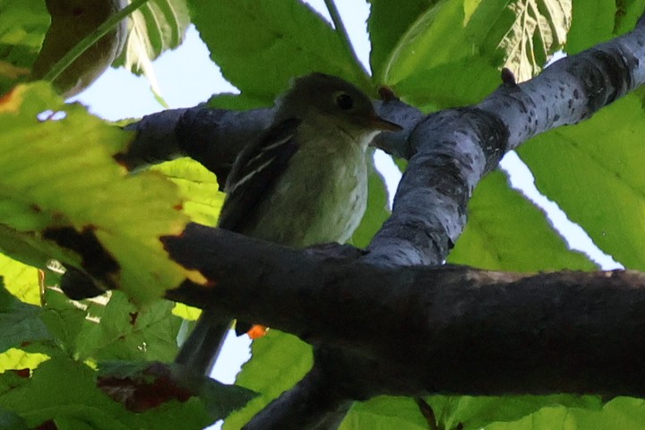 Yellow-bellied Flycatcher - ML642059531