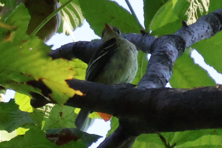 Yellow-bellied Flycatcher - ML642059532