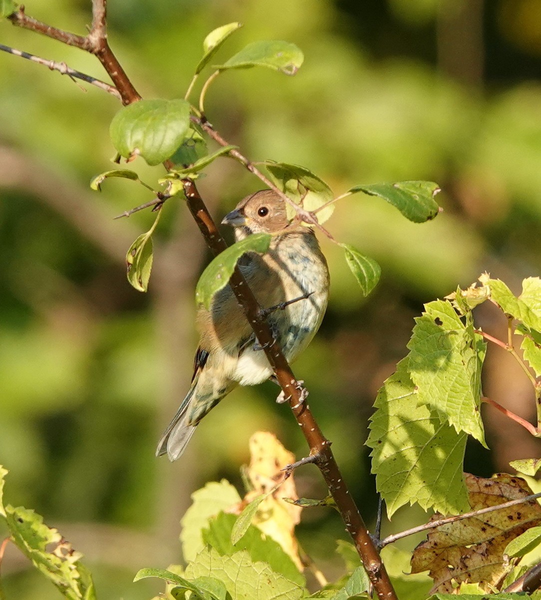Indigo Bunting - ML642059536