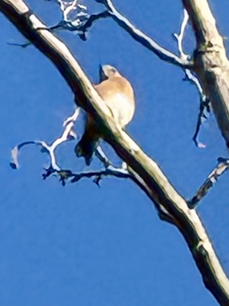 Eastern Bluebird - ML642059537