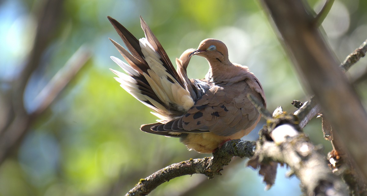 Mourning Dove - ML642059538