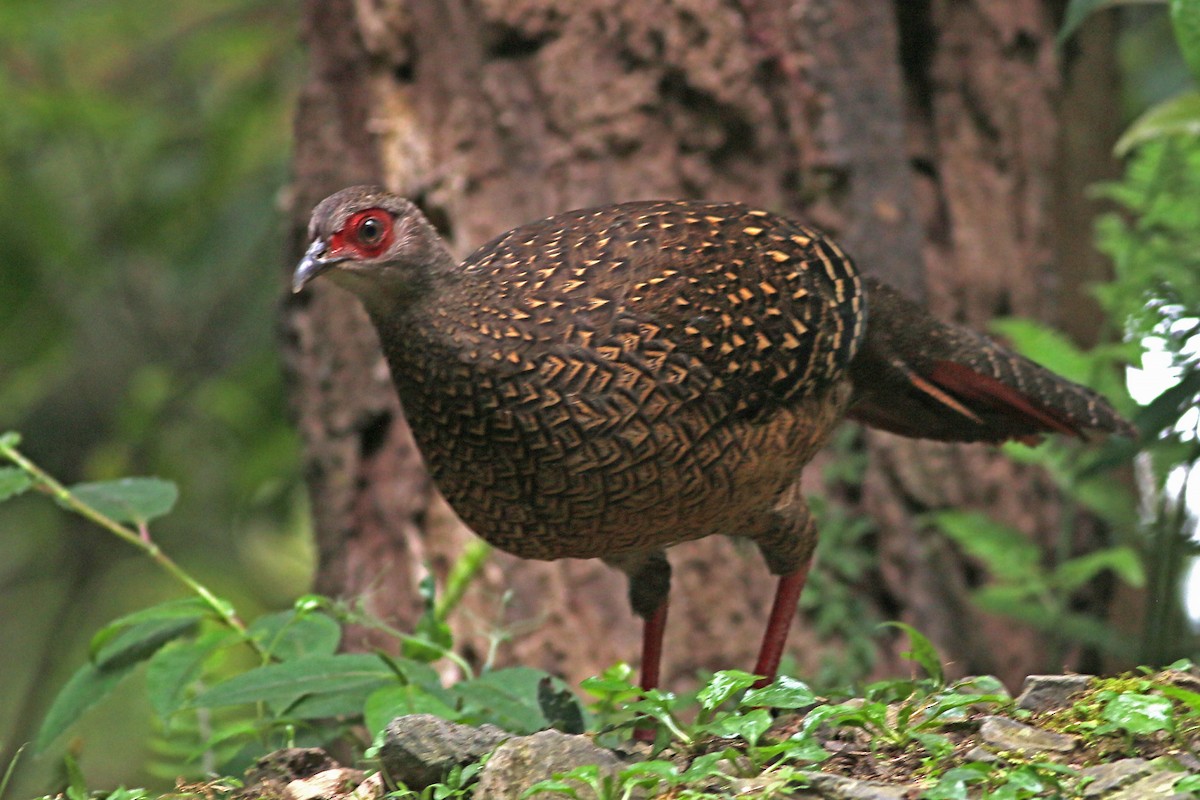 Swinhoe's Pheasant - ML642059539