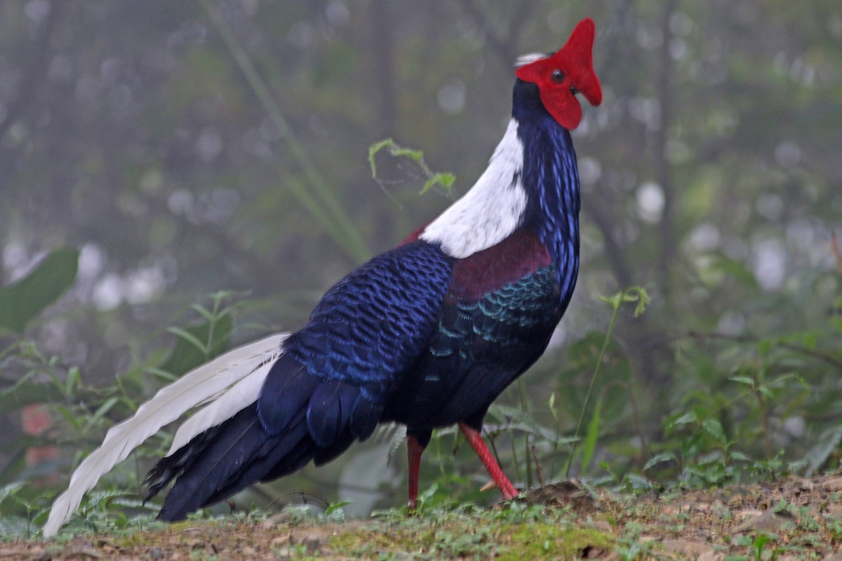 Swinhoe's Pheasant - ML642059540