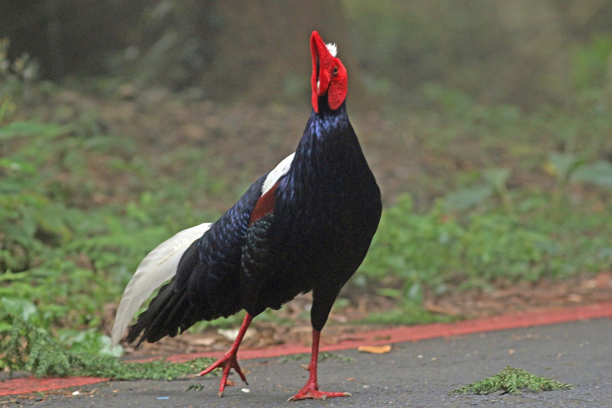 Swinhoe's Pheasant - ML642059541