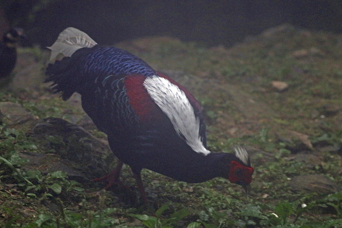 Swinhoe's Pheasant - ML642059542
