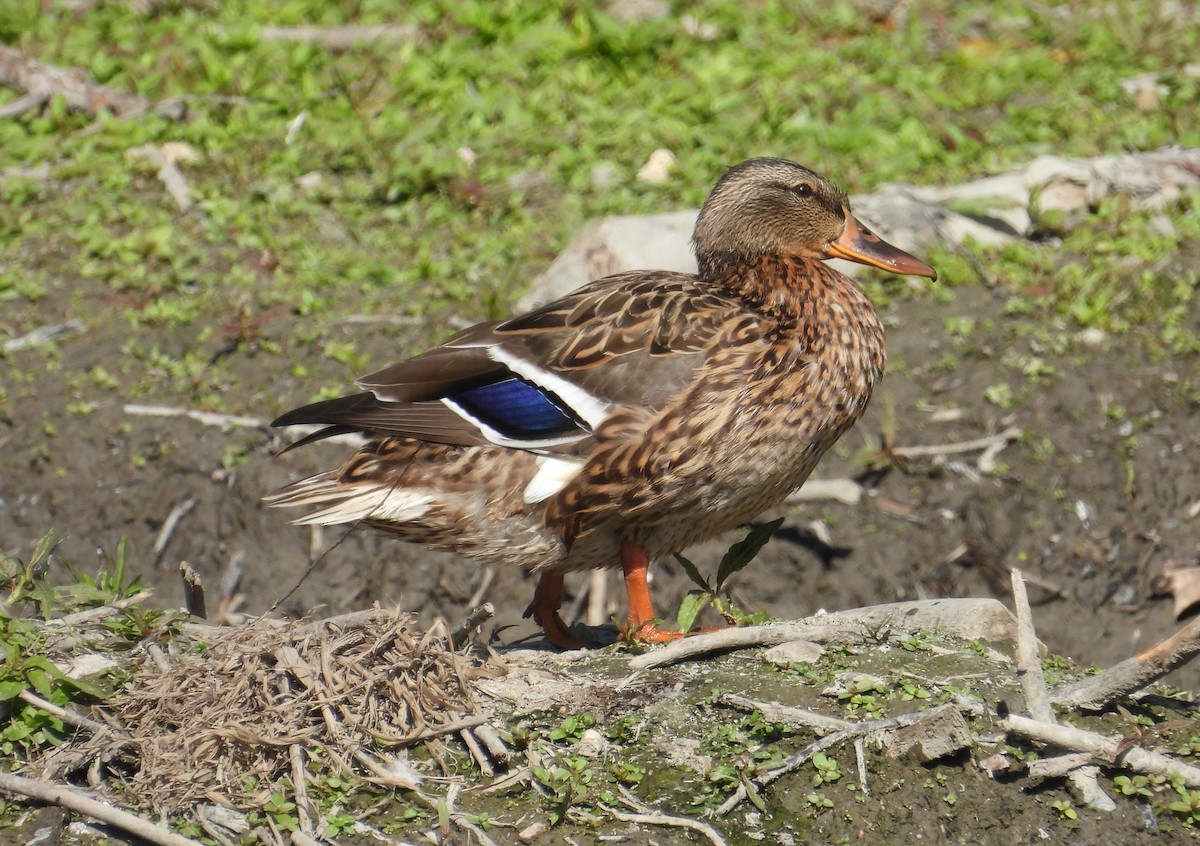 Mallard - ML642059543
