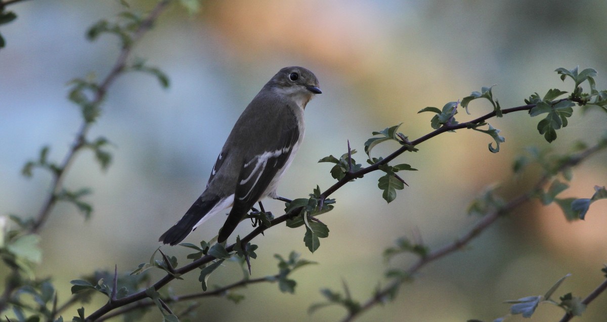 European Pied Flycatcher - ML642059544