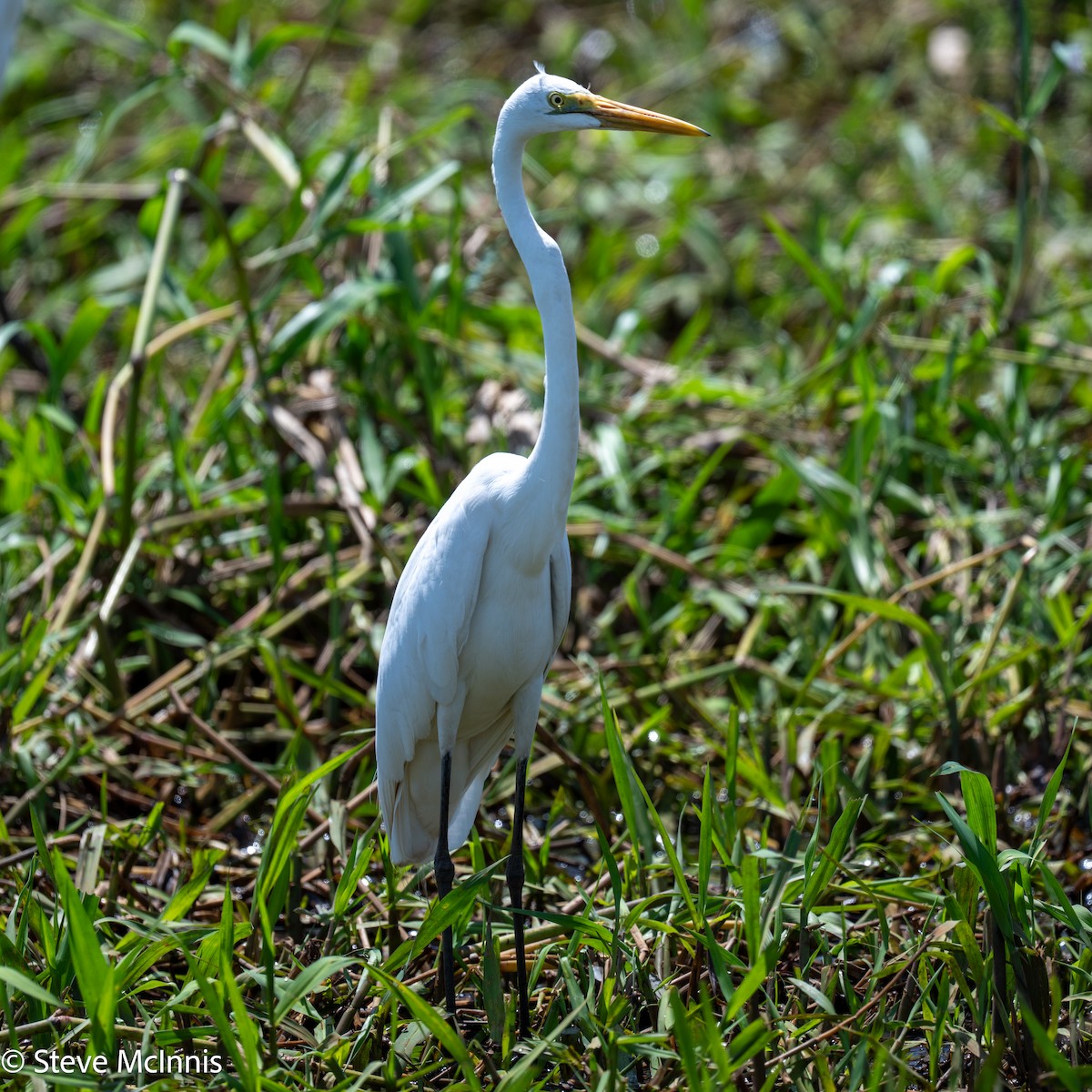 Great Egret - ML642059545