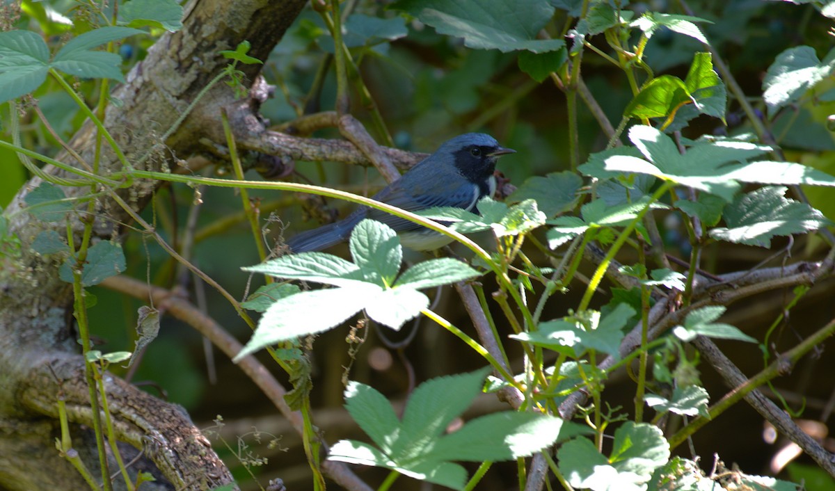 Black-throated Blue Warbler - ML642059546