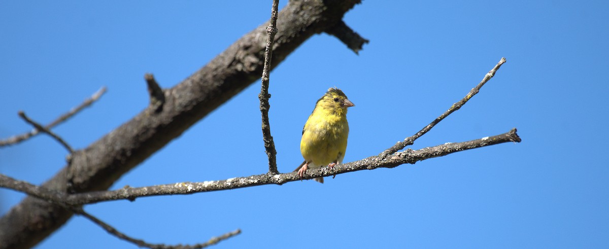 American Goldfinch - ML642059548