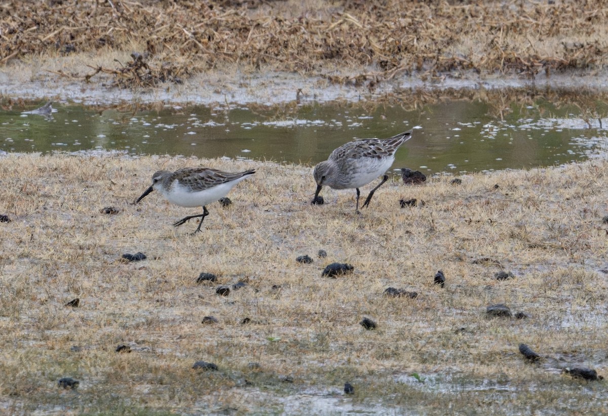 White-rumped Sandpiper - ML642059549