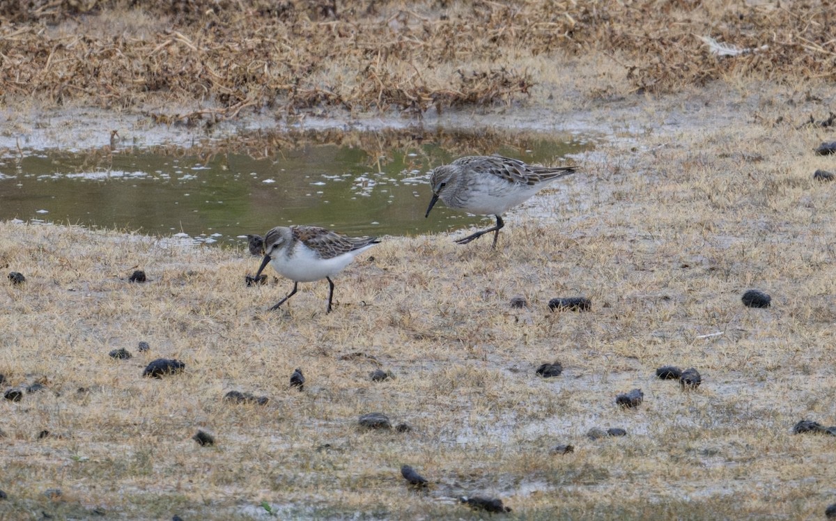 White-rumped Sandpiper - ML642059550
