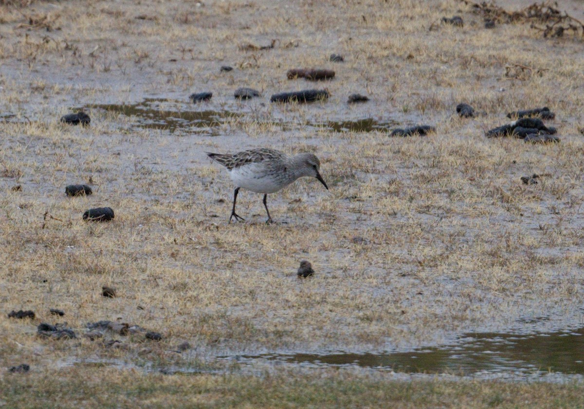 White-rumped Sandpiper - ML642059551