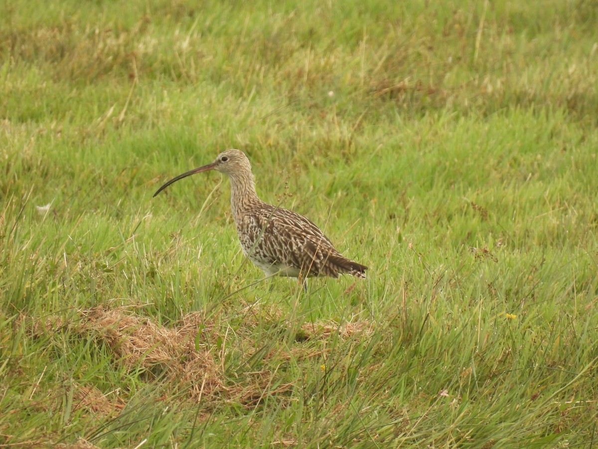 Eurasian Curlew - ML642059555